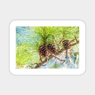 Pine cones on a tree Magnet