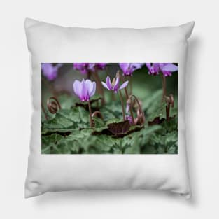 Cyclamen hederifolium (ivy-leaved cyclamen) Pillow