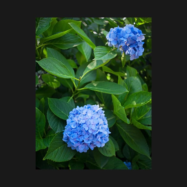 Fresh blue hydrangea flowers and bush by runlenarun
