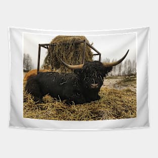 Scottish Highland Cattle Bull 2177 Tapestry