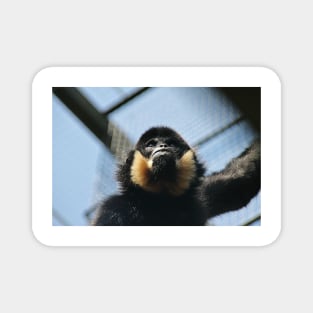 Buff Cheeked Gibbon Magnet