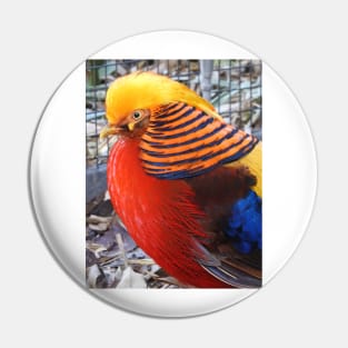 Golden Pheasant Pin