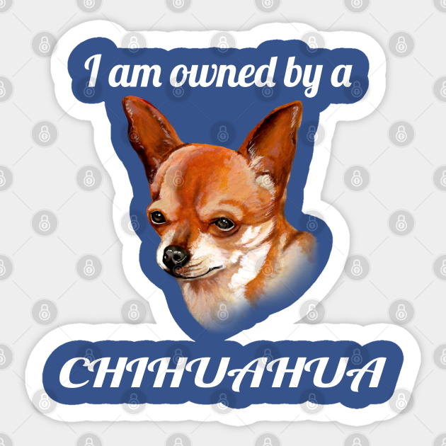 akc marketplace chihuahua