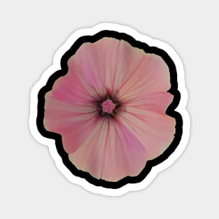 Rose Mallow Magnet