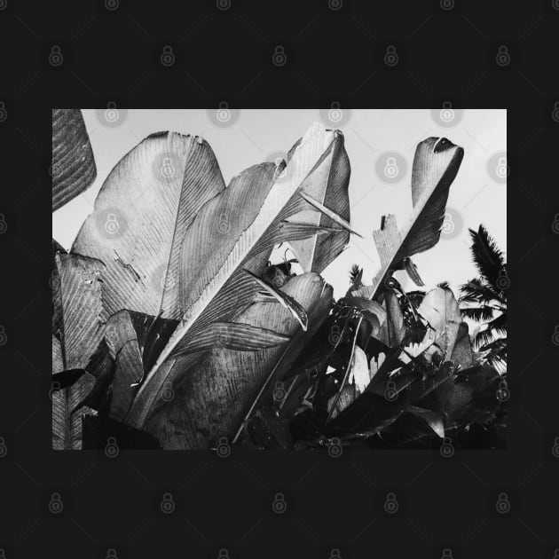 Tropical Palm Leaves in Black and White by visualspectrum