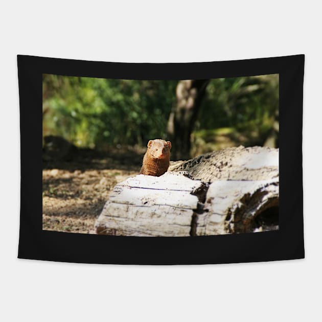 Dwarf Mongoose Tapestry by Ladymoose