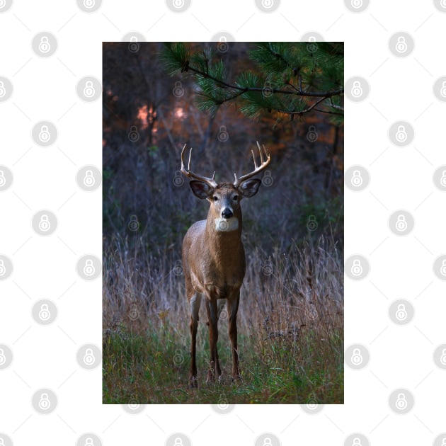 White-tailed deer by Jim Cumming