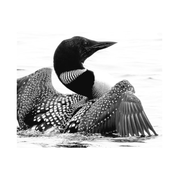 Loon by PhoToddGraphy