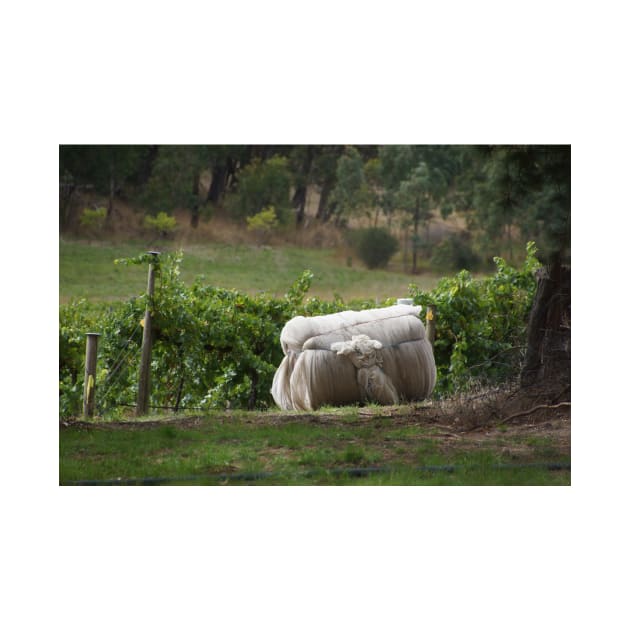 Vintage Net - Magpie Springs - Adelaide Hills Wine Region - Fleurieu Peninsula - Winery by MagpieSprings