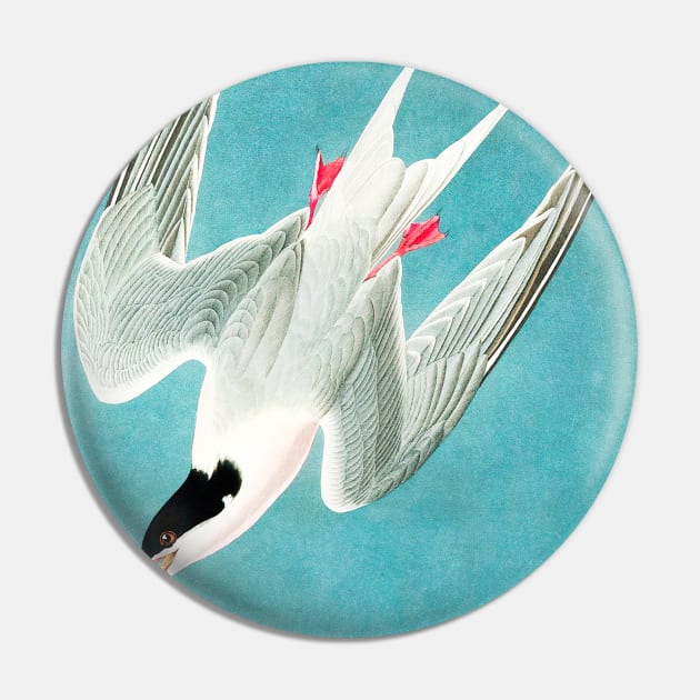 Roseate Tern from Birds of America (1827) Pin by WAITE-SMITH VINTAGE ART