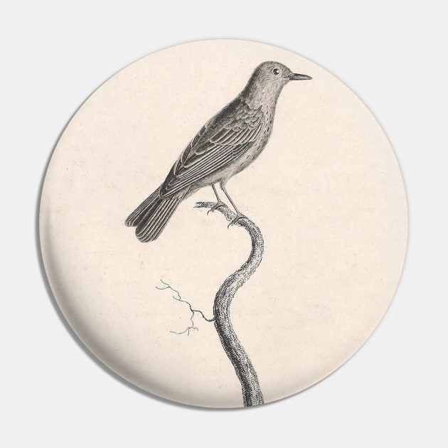 The Spotted Warbler Pin by ptMaker