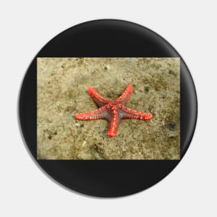 Starfish Pin