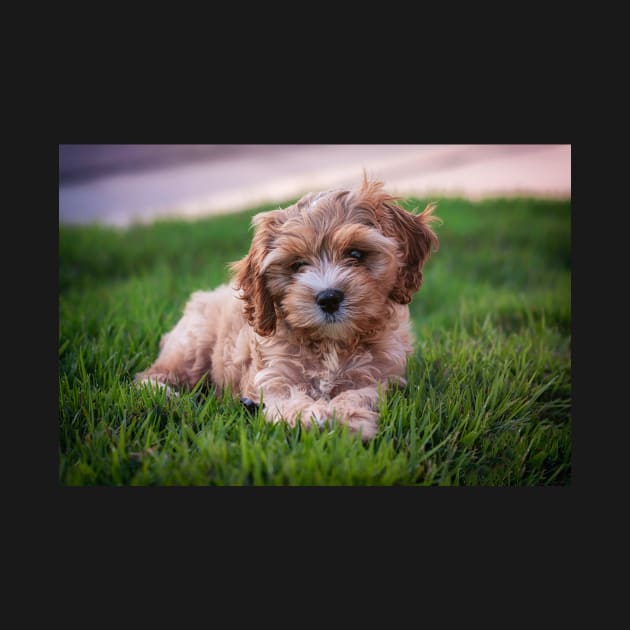 Cute Cavapoo by StacyWhite