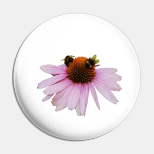 Echinacea Purpurea on White Background Pin