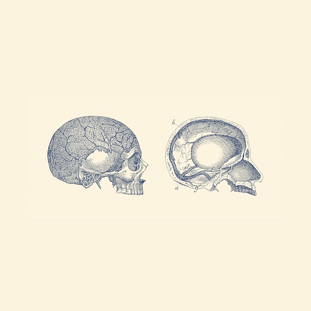 Human Skull - Classic Anatomy by Vintage Anatomy Prints