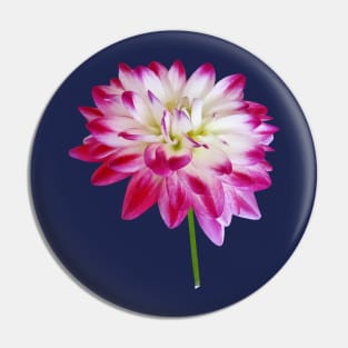 Dahlia Edged in Pink Pin