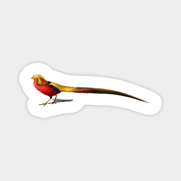 Vintage male golden pheasant bird Magnet by Phantom Troupe