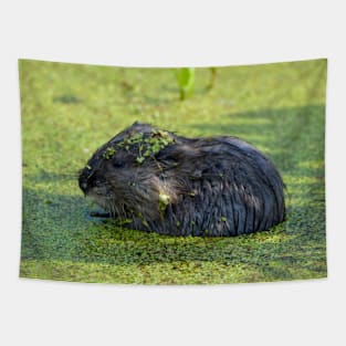 Baby Beaver Tapestry