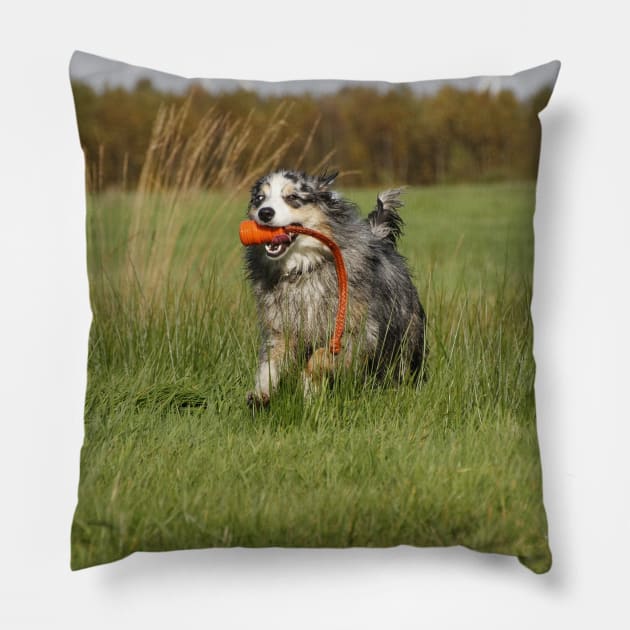 australian shepherd blue merle running with toy Pillow by Wanderingangel