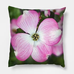 Dogwood Flowers in Spring Pillow