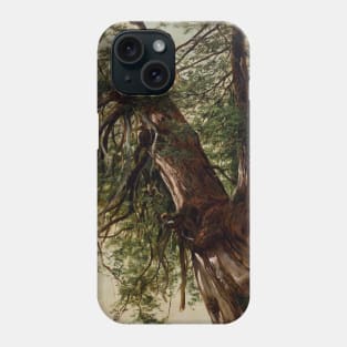 Study of a Cedar by David Johnson Phone Case