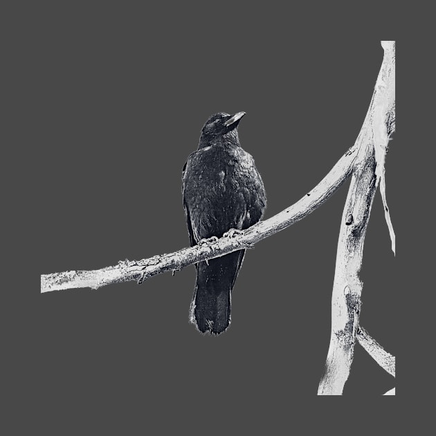 dark drawing of crow on a branch by Taya Johnston