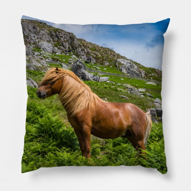 Welsh Mountain Pony Pillow by Adrian Evans Photography