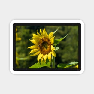 Sunny Day Sunflower Magnet