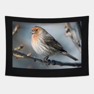 Finch in the cold Tapestry