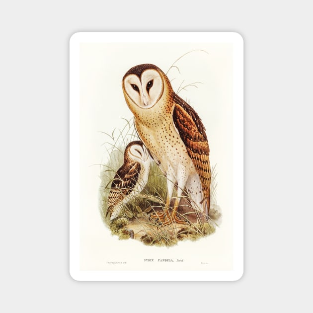 Grass-Owl (Strix candida) Magnet by WAITE-SMITH VINTAGE ART