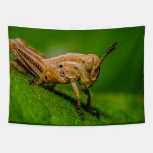 Young Grasshopper Photograph Tapestry