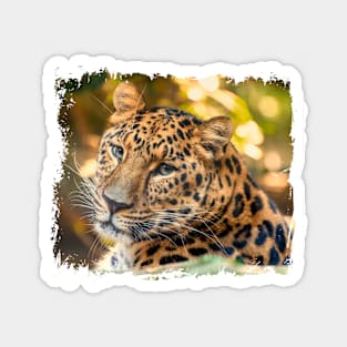 Amur Leopard portrait photography Magnet