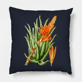 Aloe Vera vintage illustration Pillow