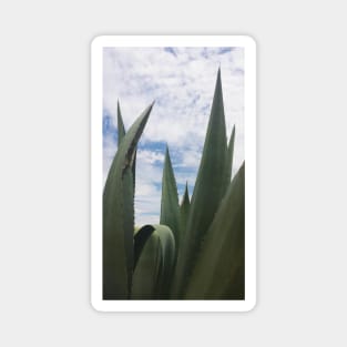 Agave Clouds Magnet