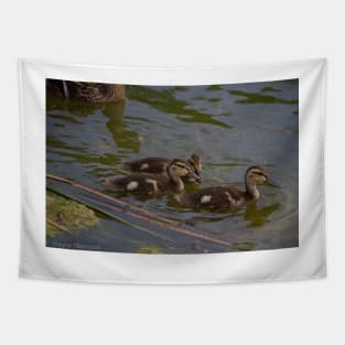 Swimming Ducklings Tapestry