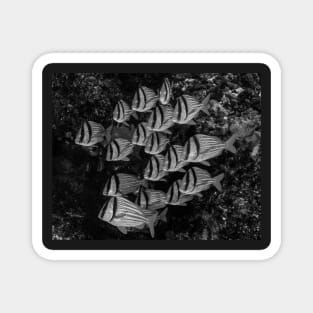 A School of Porkfish In Black and White Magnet