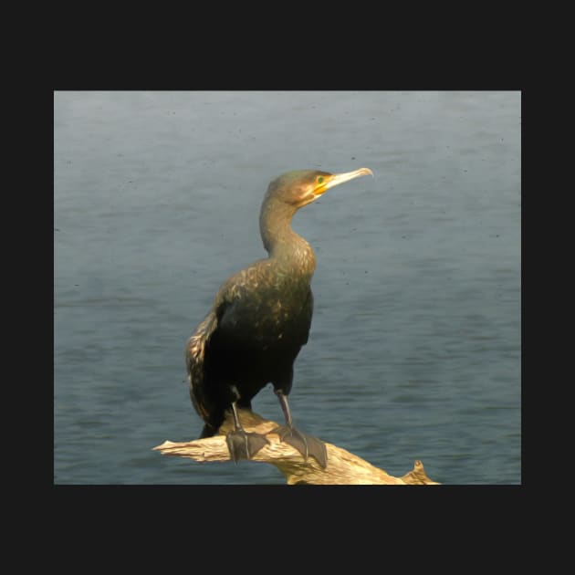 Cormorant by Guardi