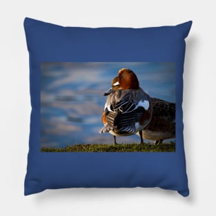 Wigeon enjoying the sunshine Pillow