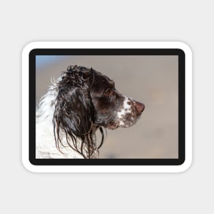 Welsh Springer Spaniel Magnet