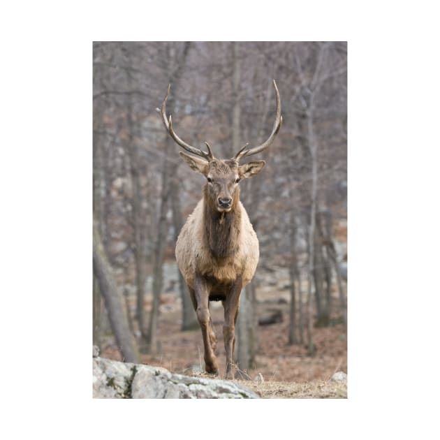 Elk by jaydee1400