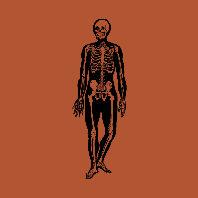 Walking Skeleton - Vintage Anatomy by Vintage Anatomy Prints