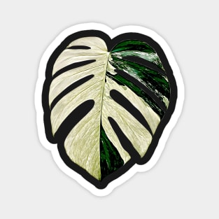 MONSTERA MINT VARIEGATED Magnet