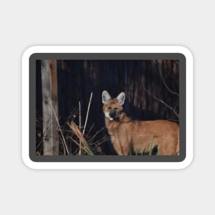 Maned Wolf Magnet