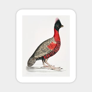 Black Headed Pheasant Magnet