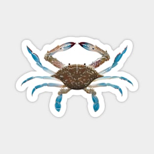 Flower crab Magnet