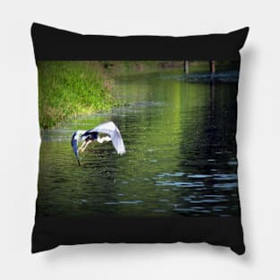 Great Blue Heron in flight, Trojan pond, near Goble, Oregon 3 Pillow