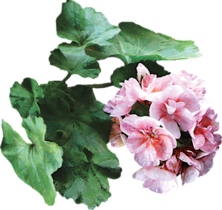 Geraniums - Bright Pink Geranium Magnet