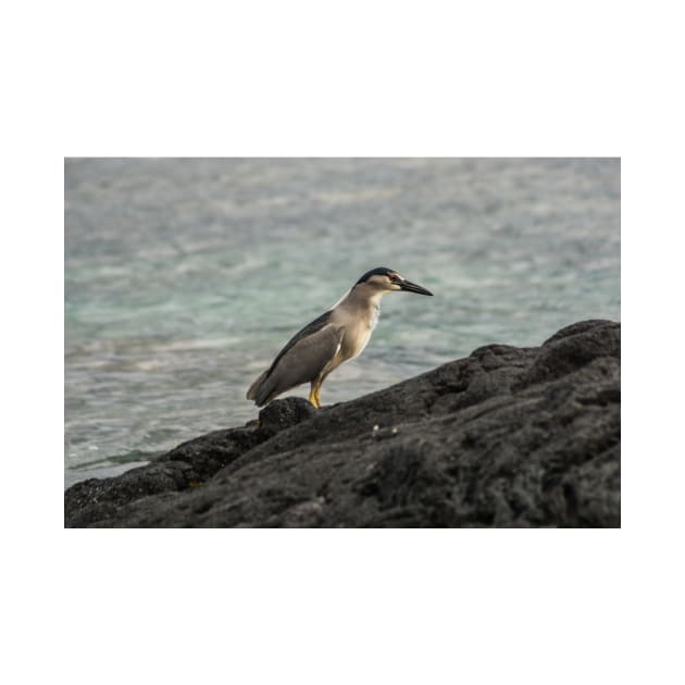 Black-crowned night heron of hawaii 7 by KensLensDesigns