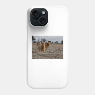 Cows in a farm field Phone Case