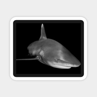 The Sly Grin of An Oceanic White Tip Shark Magnet